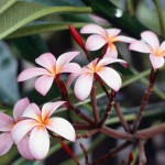 A close-up of frangipani flowers.