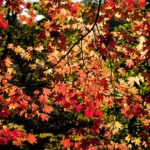 pix aby autumn-leaves-2913042__340